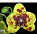 Орхидея 1 ветка (telbird)